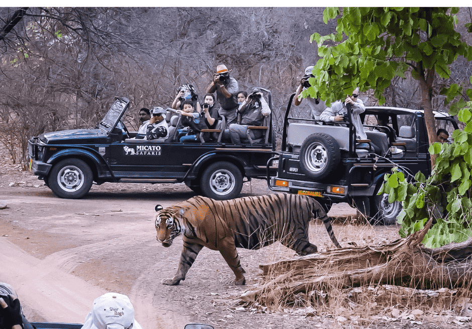 Jungle Safari